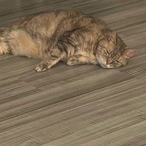 Meet your Posher, Annie